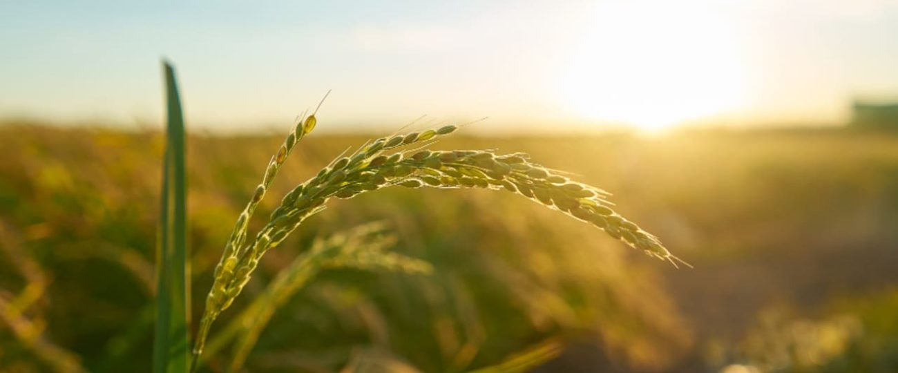 De mi Tierra: el programa de Ficohsa que impulsa un futuro sostenible en Honduras