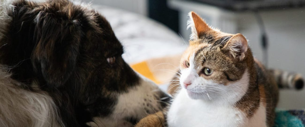 Francisco Martinelli y su compromiso con la esterilización de mascotas