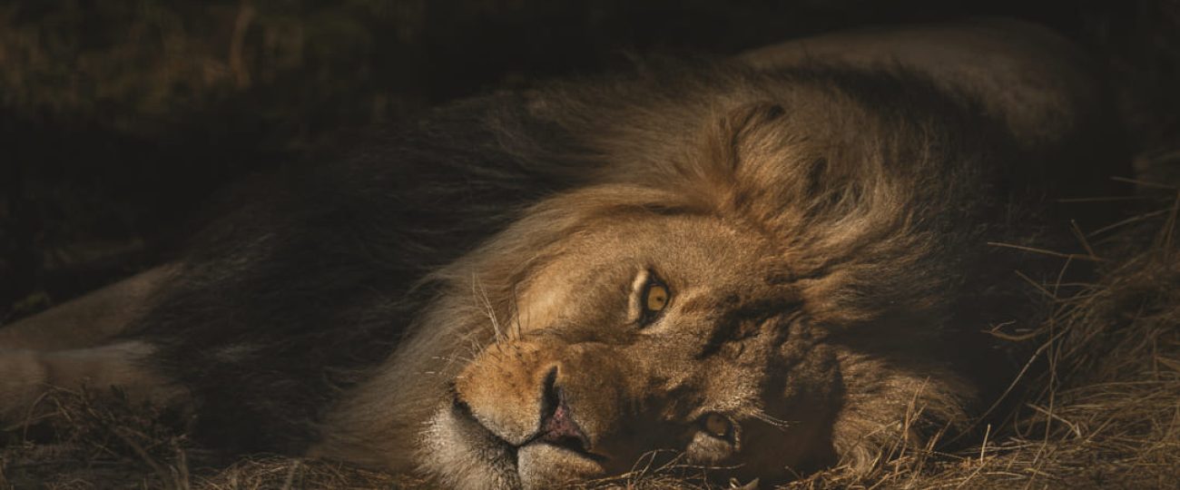 Ficohsa destaca por su integridad al unirse a la lucha contra el comercio ilegal de vida silvestre